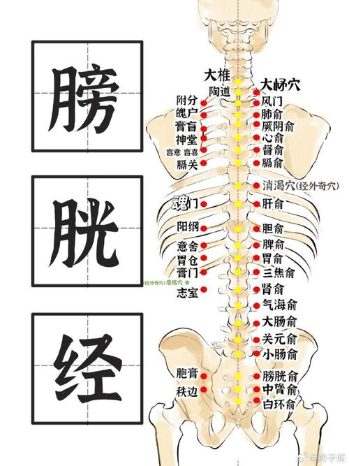 膀胱经作用