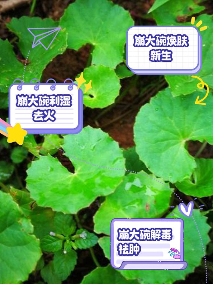 崩大碗对痔疮有疗效吗？