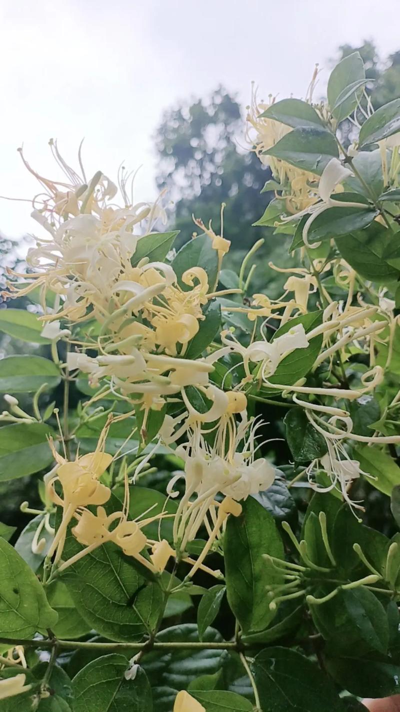 野金银花：天然疗法能治痔疮吗？